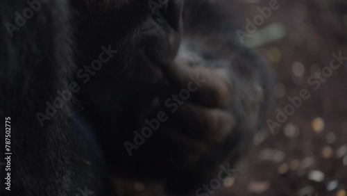 Gorillas are ground-dwelling, herbivorous apes photo