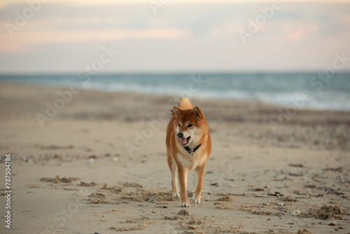 Cute Red Shiba Inu strolling on the beach at sunset in Greece © Anastasiia