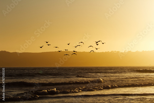 Silhouette Of Flock Of Seagulls Over Ocean At Sunset