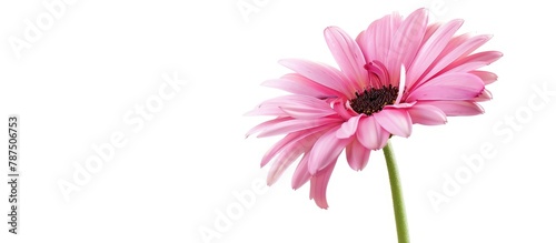 A lovely pink flower in full bloom stands alone against a white backdrop.