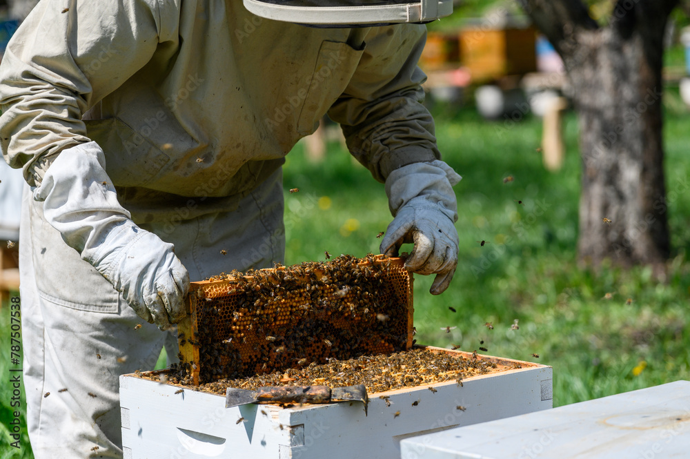 The beekeeper inspects the bee frames, removing them from the hive. The beekeeper inspects the bee frames, removing them from the hive.
