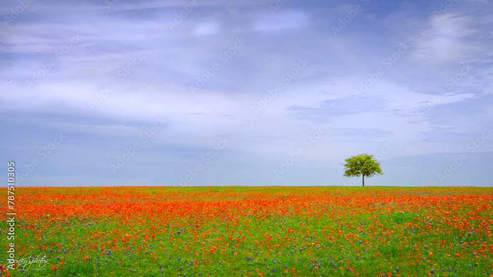 Lone Tree in Red Flowers