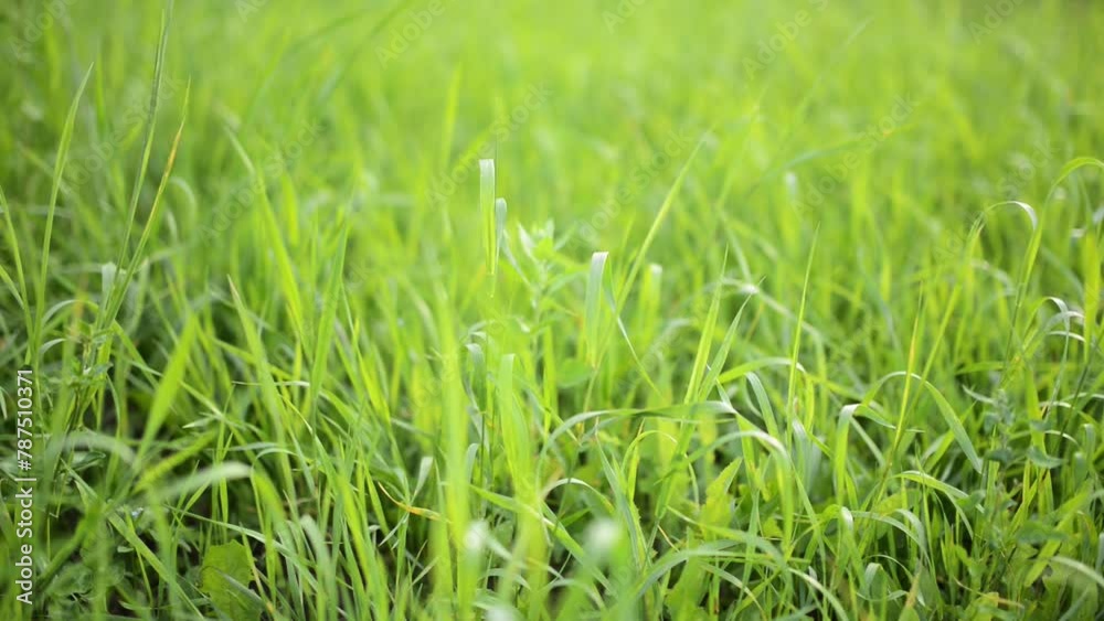 High juicy green grass grows in the meadow. Summer nature. High juicy green grass grows in the meadow. Summer nature.