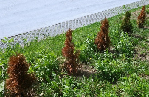 Dry small thuja trees they grow in the garden by the road, early spring. photo