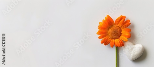 Daisy with a heart at its center, separated on a white backdrop. photo
