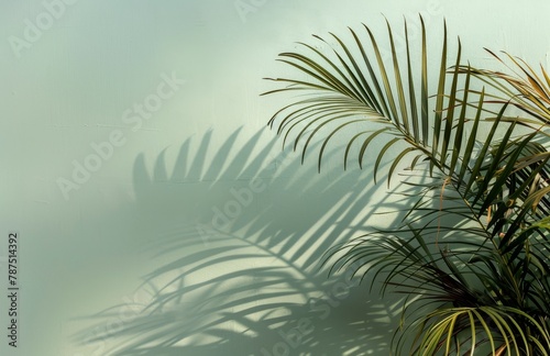 Palm Tree Casting Shadow on Wall