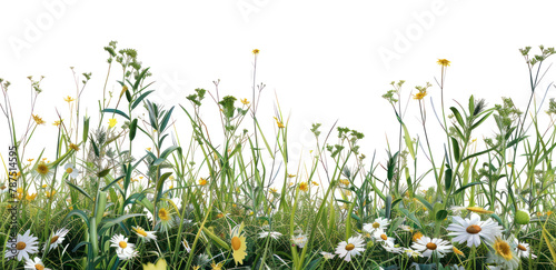PNG A grass and flowers grassland outdoors nature photo