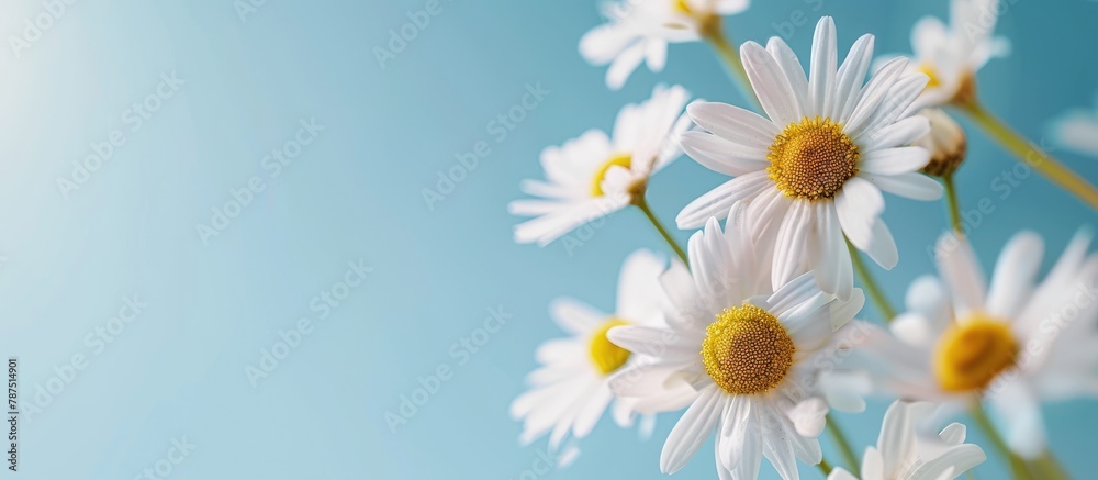 Obraz premium Blue background with daisies.