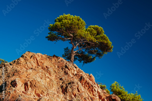 Pine tree growing on a rock in the mountains on a sunny summer day