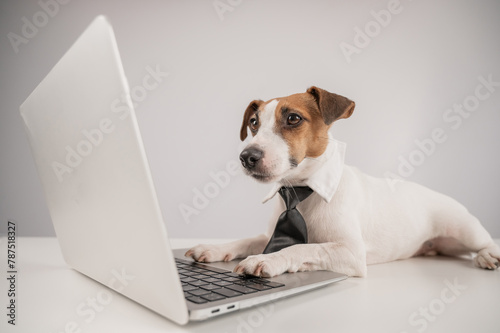 Jack Russell Terrier dog in a tie working on a laptop on a white background. © Михаил Решетников