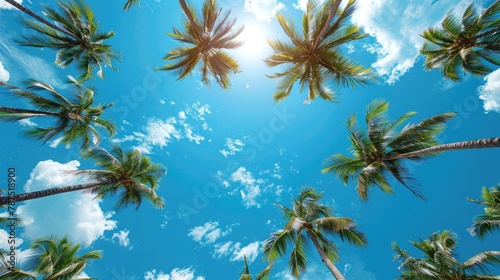 Blue sky and palm trees © 2rogan