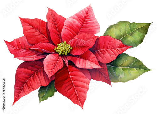 PNG Poinsettia flower plant petal. 