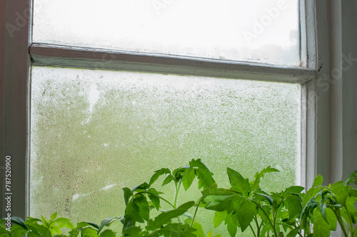 Green tomato seedlings in cups on the windowsill