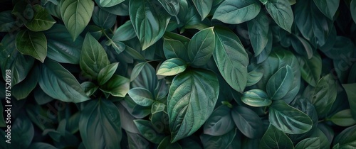 Close Up of a Green Leafy Plant