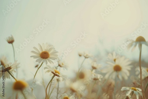 Daisies Clustered in Grass
