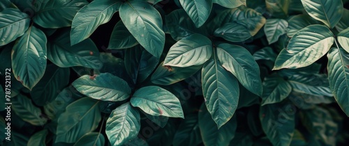 Close Up of a Green Leafy Plant