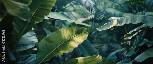 Close Up of a Green Leafy Plant