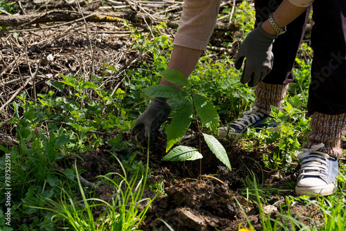Close up of a womans hands planting a young chestnut tree sapling in a meadow on a sunny spring day, concept of reforestation
