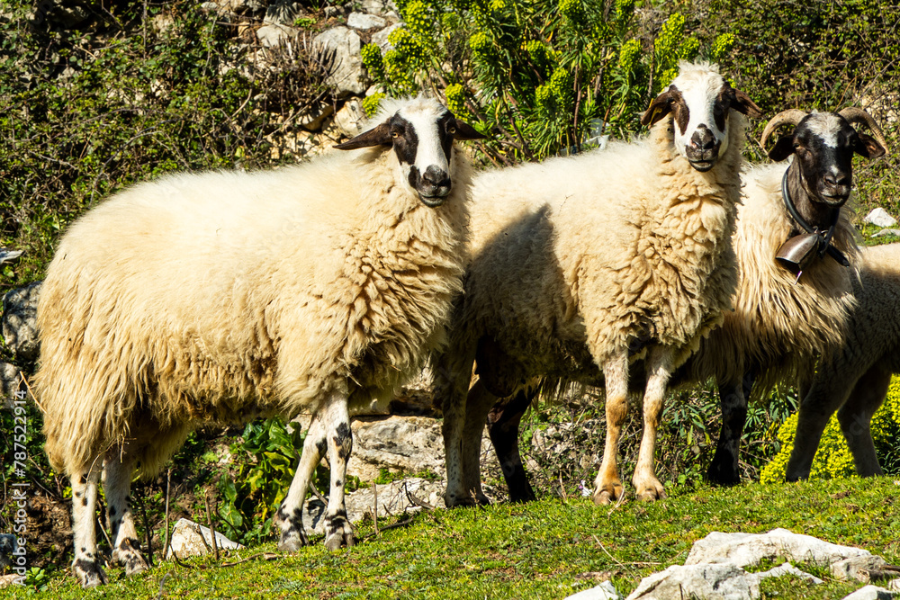 Three sheep grazing in a sunny pastoral setting, ideal for agriculture and farming themes. Three sheep grazing in a sunny pastoral setting, ideal for agriculture and farming themes.
