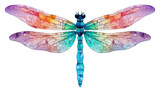 PNG Dragonfly animal insect white background. 