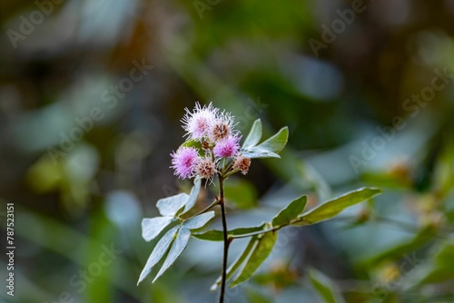 Flowers of a Mimosa albida
