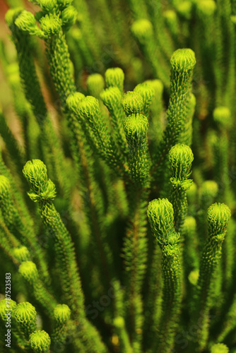 Close-up photo of Pine tree alien tentacles
