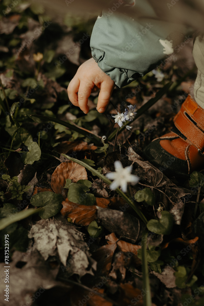 Toddler hand picking wild flowers outdoors in the forest. Springtime outside in the nature with child picking wood anemone flower. Photo taken in Sweden.
