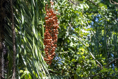 Fruits of a black palm, Astrocaryum standleyanum