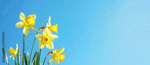 Daffodils set against a blue sky, providing a spring flower background with space for text.