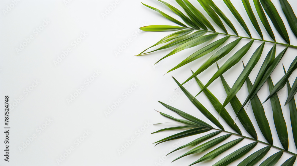 Minimalistic background design with tropical palm leaf. Copy space. Minimalistic background design with tropical palm leaf. Copy space.