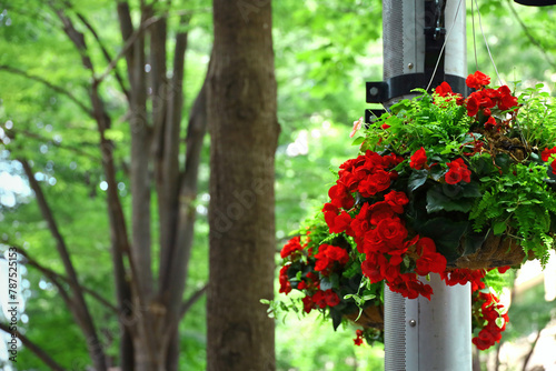 A pot of ranunculus decorated with a lamp post in a town with beautiful fresh greenery lined with roadside trees