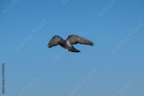 Dove flying in the sky  blue sky background.