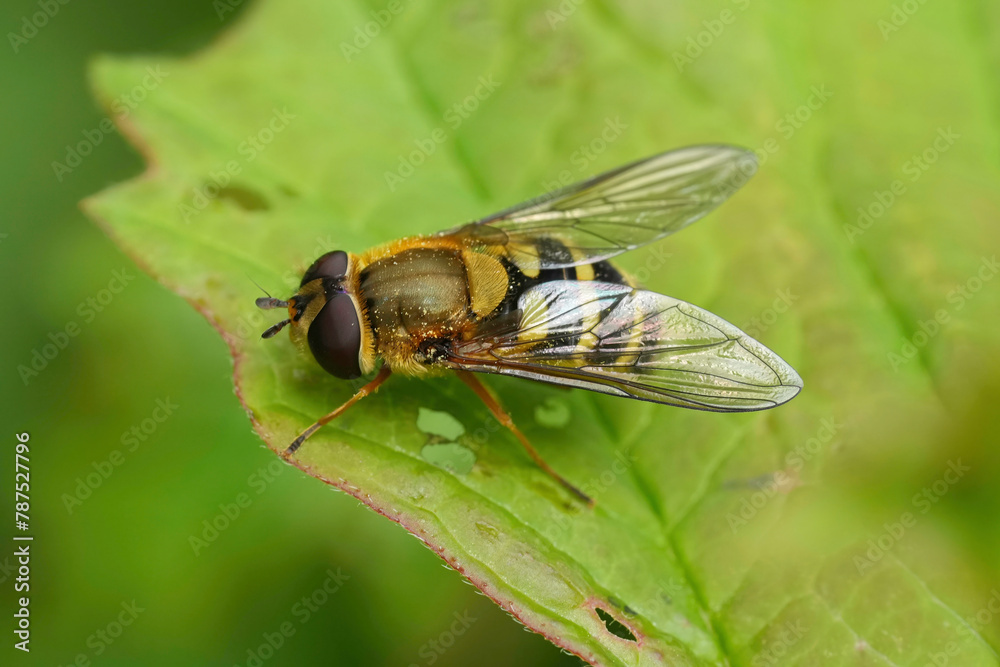 Closeup on the European Common banded hoverfly, Syrphus ribesii sitting on a green leaf Closeup on the European Common banded hoverfly, Syrphus ribesii sitting on a green leaf