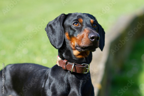 Portrait of a purebred dachshund