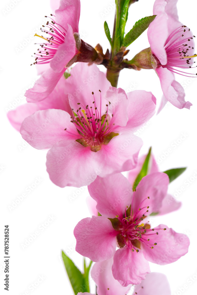 Peach flowers isolated on white background. Nectarine branch with pink flowers. Peach flowers isolated on white background. Nectarine branch with pink flowers.
