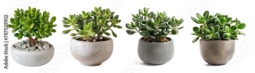 Jade plant , Lucky plant, money plant, indoor tree pot plant, houseplant clipart collection set, PNG without background	
 photo