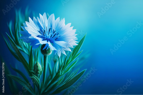 Cornflower flower Centaurea on blue background, national belarusian flower, symbol modest, friendly and hospitable photo