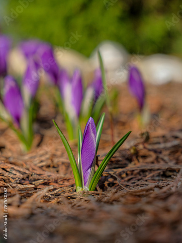 Beautiful purple crocus flowers. Selective focus. The first tender spring flowers on a sunny day. Macro photography.