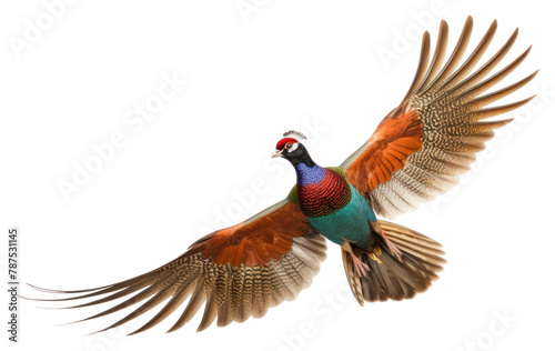 PNG Ringneck Pheasant pheasant animal flying