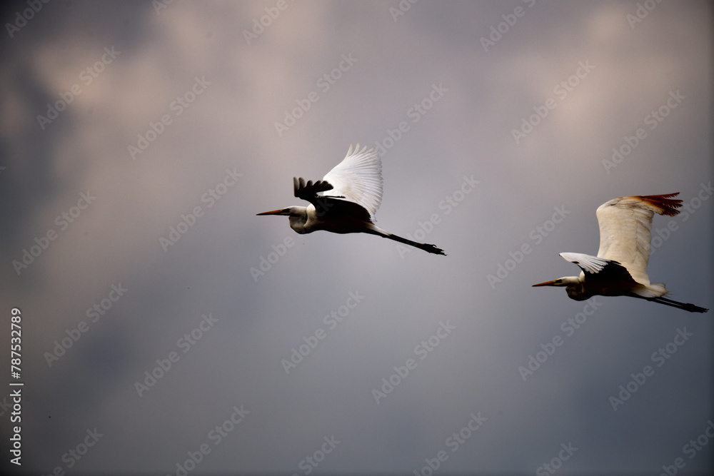 Weiße Reiher Vögel (Silberreiher - ardea alba) vor dramatischem Wolkenhimmel im Gewitter vor dem Regen - obrazy, fototapety, plakaty 