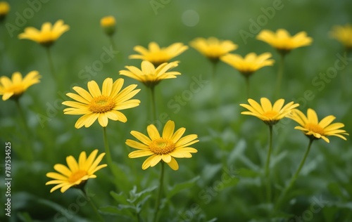 Yellow daisies in the garden. Shallow depth of field.