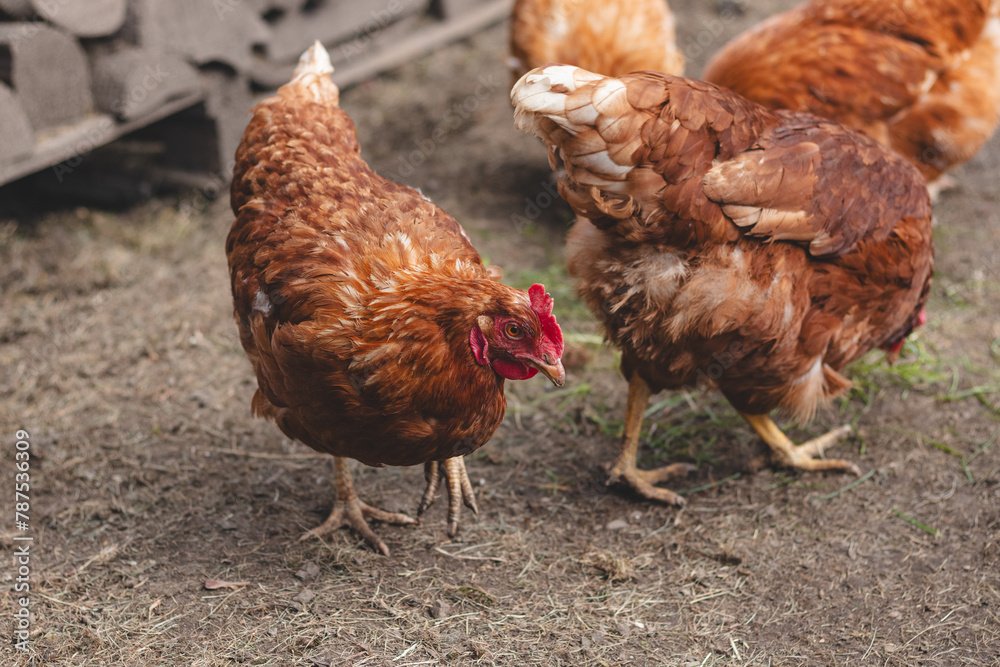 custom made wallpaper toronto digitalDomestic chicken with brown and white feathers running around the yard in the free range. Organic chickens. Homegrown eggs. Funny expression