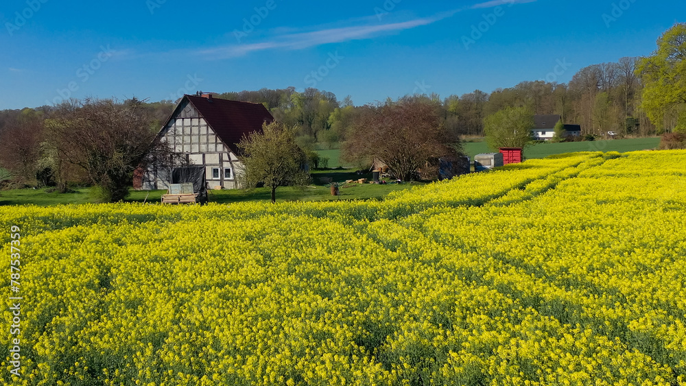 Aerial drone view of yellow rapeseed fields in German countryside Aerial drone view of yellow rapeseed fields in German countryside