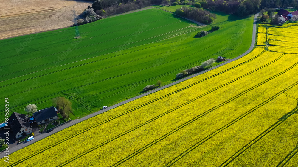 Fototapeta premium Aerial drone view of yellow rapeseed fields in German countryside