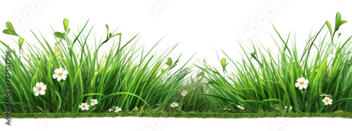 PNG Border Isolated green grass and flower grassland outdoors nature.
