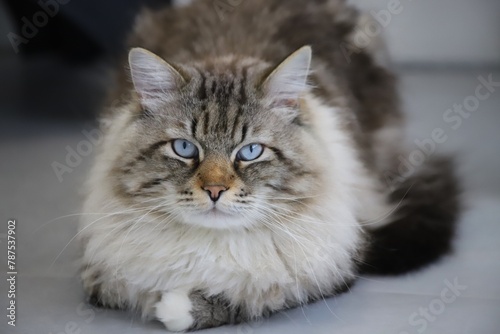 Photography Fluffy siberian cat with blue eyes, background. Neva masquerade.