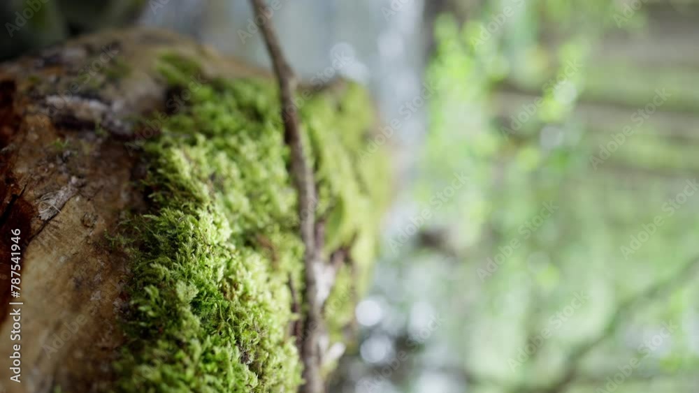 Close up of mosscovered tree trunk in natural landscape. A terrestrial plants trunk covered in moss, blending into the natural landscape. There is a mountain river in the background. Vertical view Close up of mosscovered tree trunk in natural landscape. A terrestrial plants trunk covered in moss, blending into the natural landscape. There is a mountain river in the background. Vertical view