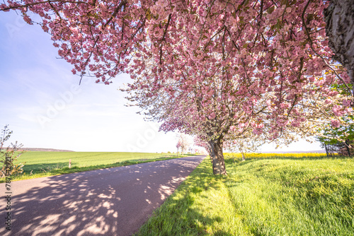 Straße im Frühling mit Kirschblüte im Harz