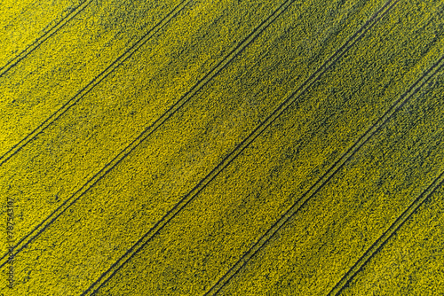 Luftaufnahme Rapsfeld. Gelbe Blüte mit Fahrspuren