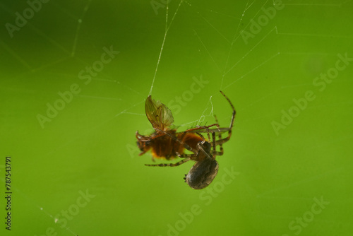 spider and pray close up